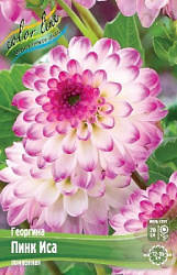 Dahlia%20Pink%20Isa 1