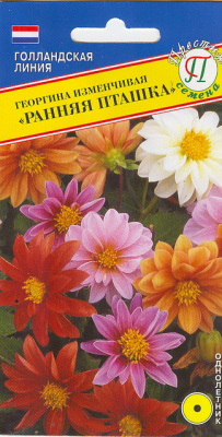 Георгина ранняя пташка