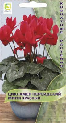 ciklamen_persid_mini_krasny