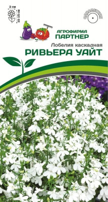 Лобелия ривьера Уайт