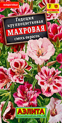 Годеция Махровая, смесь сортов_ЦП
