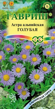 Астра альпийская голубая