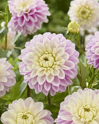 Dahlia%20Sweet%20Lucille 1