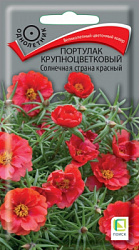 portulak_krupnocvetkoviy_solnechnaya_strana_krasniy