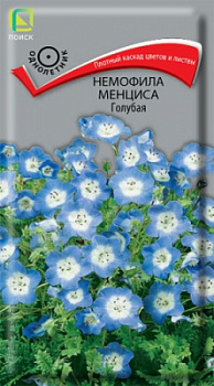 nemofila_mentsessa_golubaya