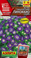 Астра Пиноккио синяя