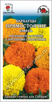 Бархатцы Прямостоячие