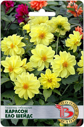 Георгина Карлсон Ело Шейдс