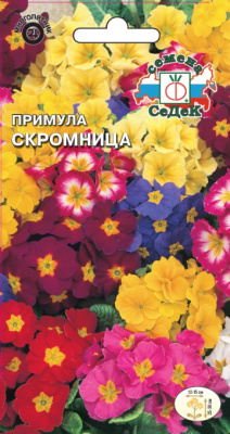 primula_skromnitsa
