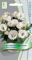 Eustoma-mahrovaya-Rosi-Belo-rozovaya