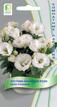 Eustoma-mahrovaya-Rosi-Belo-rozovaya
