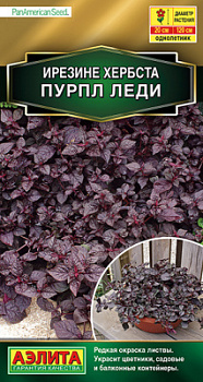 Ирезине Пурпл леди_ЦП