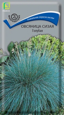 Овсяница сизая Голубая