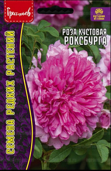 Розв Роксбурга
