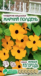 Тунбергия Жаркий Полдень