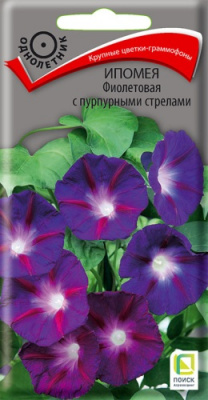 ipomea_fioletovaya_s_purpur_strelami