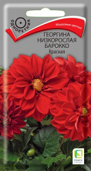 Georgina-nizkoroslaya-Barokko-Krasnaya