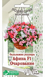 Бальзамин Афина
