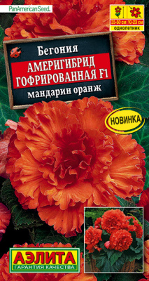 Бегония Америгибрид гофрированная F1 мандарин оранж_ЦП