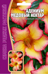 Адениум медовый нектар
