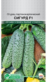 Огурец Сигурд партенокарпик