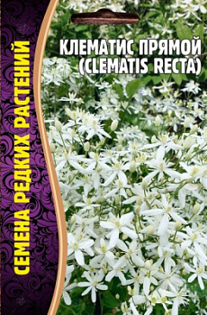 Клематис прямой