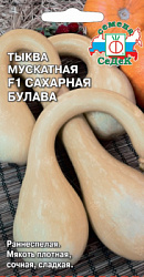 tykva_sakharnaya_bulava_muskatnaya