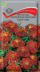 Бархатцы отклоненные махровые Скарлет София