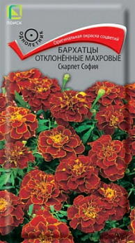 Бархатцы отклоненные махровые Скарлет София