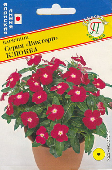 Барвинок Виктори Клюква