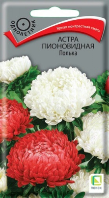 Астра пионовидная Полька