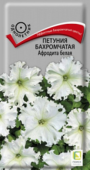 petunia_bahrom_afrodita_belaya