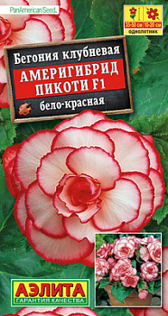 Бегония Америгибрид Пикоти F1 бело-красная_ЦП