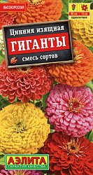 Цинния Гиганты, смесь сортов_ЦП