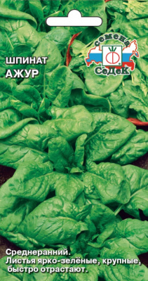 shpinat_azhur
