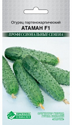 Огурец партенокарпик Атаман