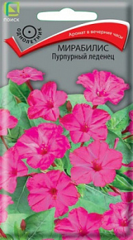 Мирабилис Пурпурный леденец