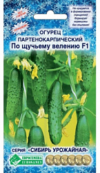 Огурец По Щучьему велению партенокарпик