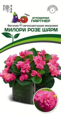 Бегония милори розе шарм
