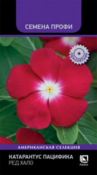 katarantus_patsifika_red_khalo