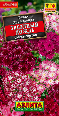 Флокс звездный дождь