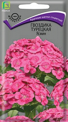 Гвоздика турецкая Ясмин