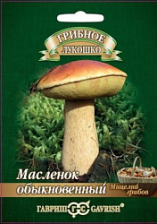Масленок