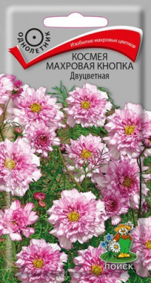 Космея Махровая Кнопка Двуцветная