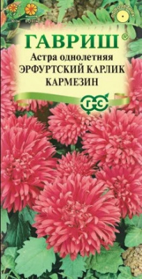 Астра эрфутский карлик