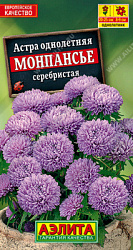 Астра монпансье серебристая
