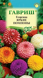 Георгина Яркие помпоны