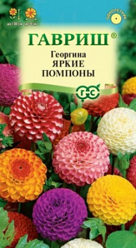 Георгина Яркие помпоны