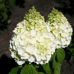 medzhikal-monblan-1