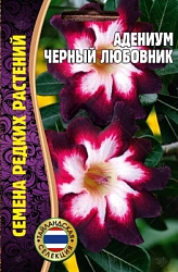 Адениум Черный Любовник